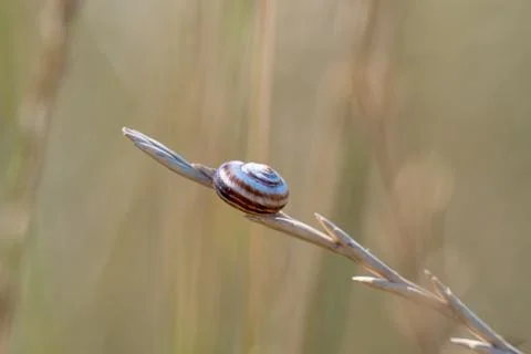 Photo of a shell on a blade of grass Fotos de archivo