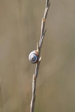 Photo of a shell on a blade of grass Fotos de archivo