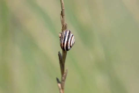 Photo of a shell on a blade of grass Fotos de archivo
