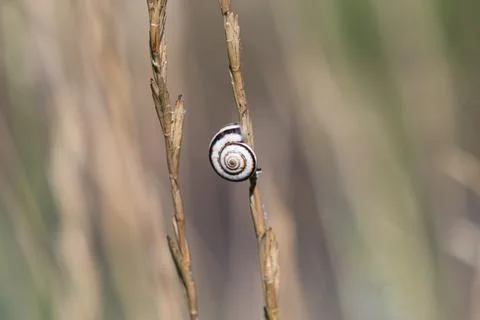 Photo of a shell on a blade of grass Fotos de archivo