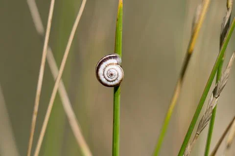 Photo of a shell on a blade of grass Fotos de archivo