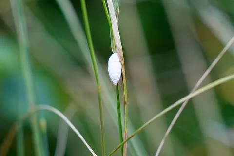 Photo of a shell on a blade of grass Fotos de archivo