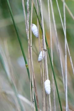 Photo of a shell on a blade of grass Fotos de archivo