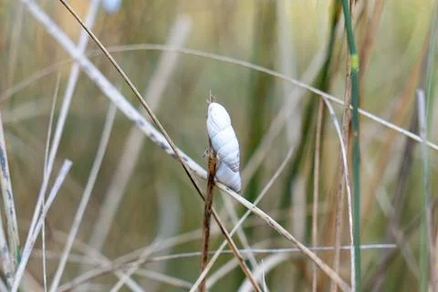 Photo of a shell on a blade of grass Fotos de archivo
