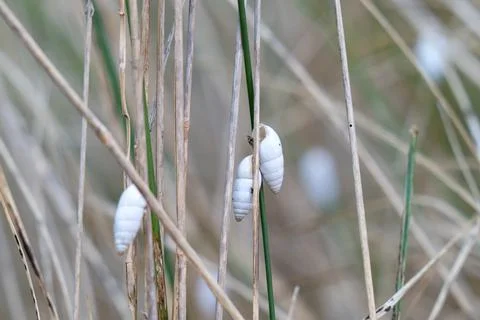 Photo of a shell on a blade of grass Fotos de archivo