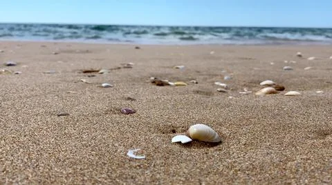 Photo of a shellfish on a beach Stock Photos