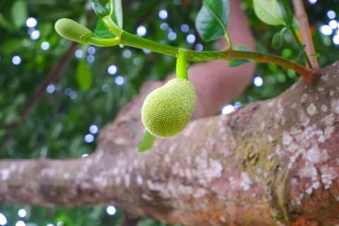 Photo of a small jackfruit Stock Photos