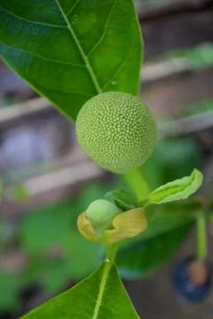 Photo of small jackfruit. selective focus Stock Photos