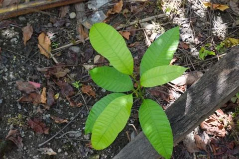 Photo of a small mango tree Stock-Fotos
