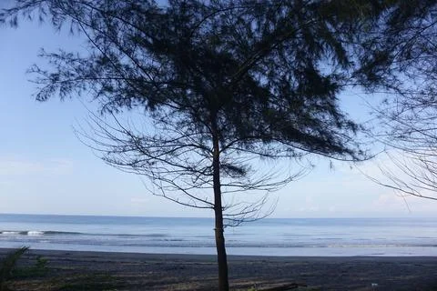 Photo of a small pine tree on the beach with a sea background Stock Photos