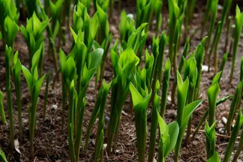 Photo of the small sprout of corn Foto stock