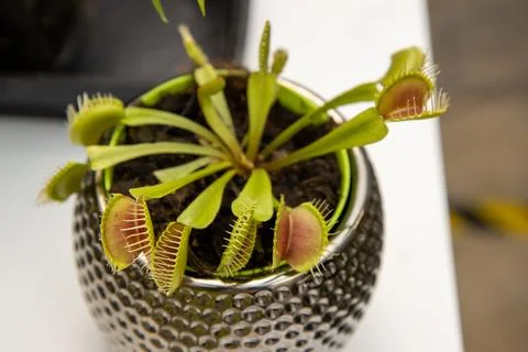 Photo of the small Venus flytrap plant which is a carnivorous plant native .. 库存照片