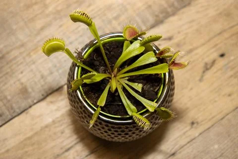 Photo of the small Venus flytrap plant which is a carnivorous plant native .. 스톡 사진
