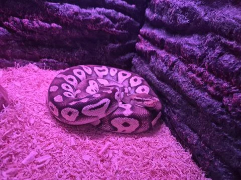 A photo of a snake inside a cage. Stock Photos