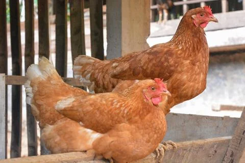 Photo of some native chickens Stock Photos