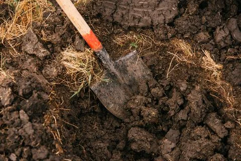 Photo of a spade in the process of digging a hole in order to plant a tree. Stock Photos