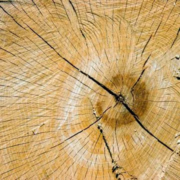 Photo of a structure of the cut tree Stock Photos
