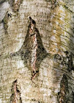 Photo texture of an old tree Stock Photos