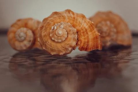 Photo of three seashells, reflection Foto stock