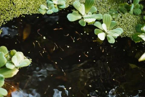 Photo of tiny fish in a pond Stock Photos