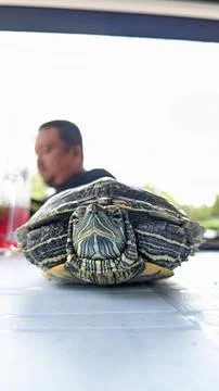 A photo of tortoise on the table plastic Stock Photos