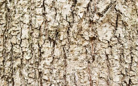 Photo of tree bark with natural pattern. Fragment of oak bark. Stock Photos