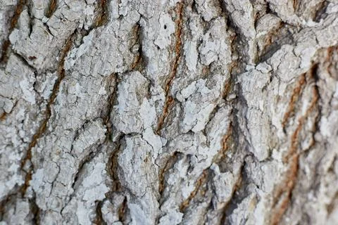 Photo of Tree Bark Tree Texture Background Pattern, Close-up Stock Photos