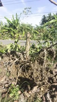 Photo of tree falling down with roots Stock Photos