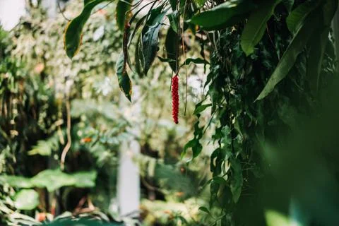 Photo of a tree in the forest Stock Photos