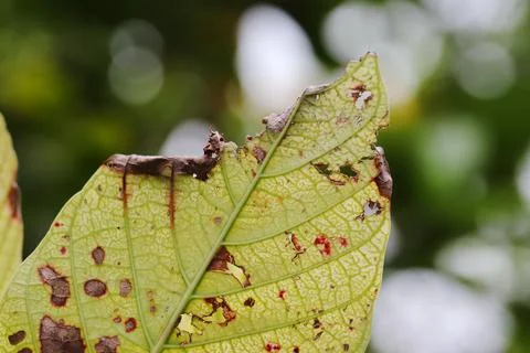 Photo of tree leaf background with blur background Stock Photos