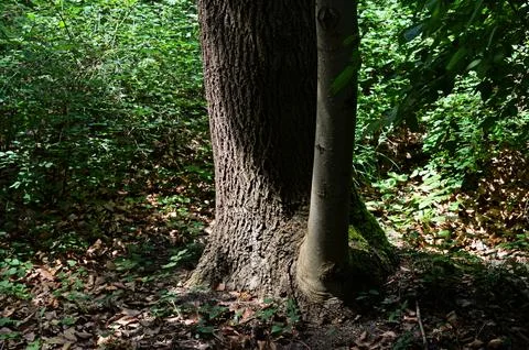 Photo of a tree trunk. Stock Photos
