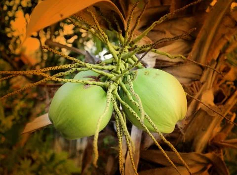 Photo of two macro coconuts Stock Photos