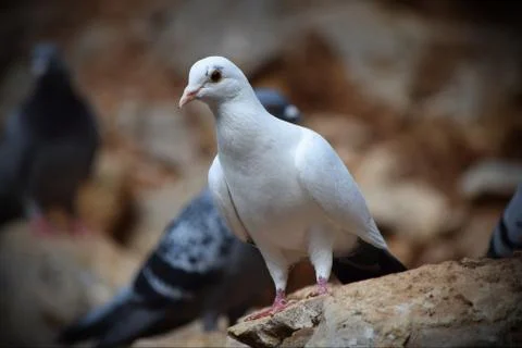 Photo of white pigeon Stock Photos