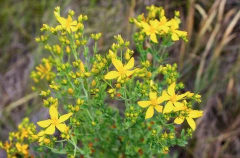 Photo of Yellow herb, St. John's wort. Tutsan plant. Stock Photos