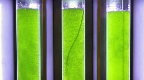 Photobioreactor in Algae fuel biofuel industry. Stock Footage