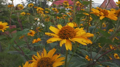 Photograph capturing daisies with textured centers and green stems. Closeup Stock Footage 345176898
