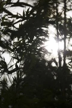 A photograph capturing sunlight streaming through a dense network of dark b.. Stock Photos