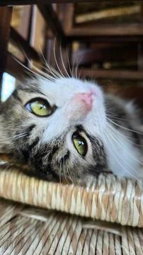 Photograph of a cat&amp;#39;s face Stock Photos