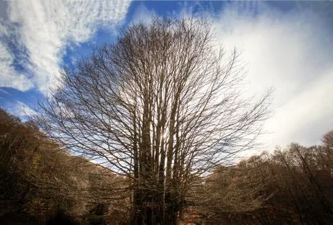 Photograph of a forest with autumn Stock-Fotos