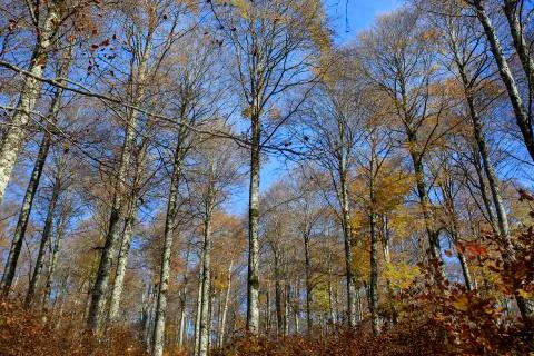 Photograph of a forest with autumn Stock Photos