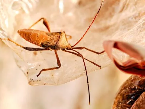 Photograph of a leaf footed bug, likely belonging to the Coreidae family, p.. Stock Photos