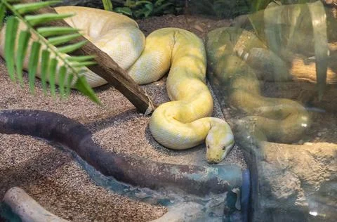 The photograph shows an albino Burmese python. Animal Stock Photos
