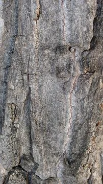 Photograph of the surface of a grey trunk. Stock Photos