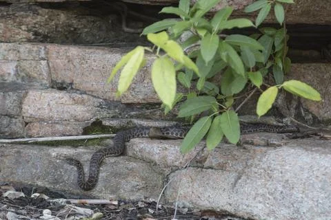 Photograph of a wild python in Queensland, Australia, Oceania 写真素材
