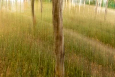 Photographed trees using ICM of the forest area in Masinagudi Stock Photos