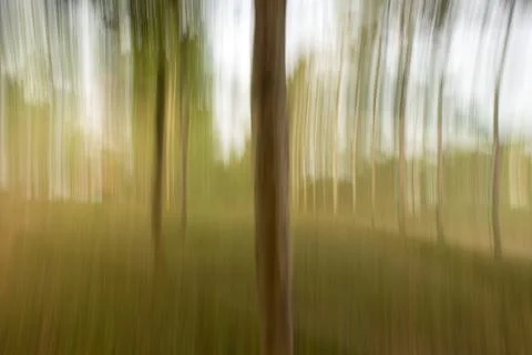 Photographed trees using ICM of the forest area in Masinagudi Stock Photos