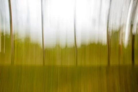 Photographed trees using ICM of the forest area in Masinagudi Stock Photos