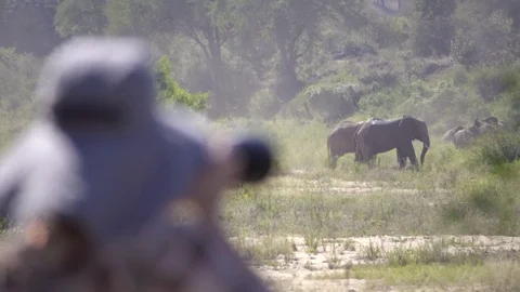 Photographer captures distant elephants interacting Stock Footage 83837173