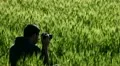 A photographer in a field of wheat HD Footage
