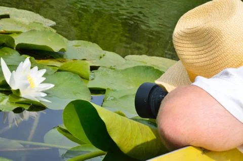 Photographer in the nature photographing white lily. Stock Photos